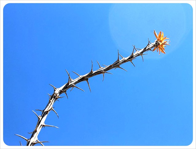 agujas de cactus y flor