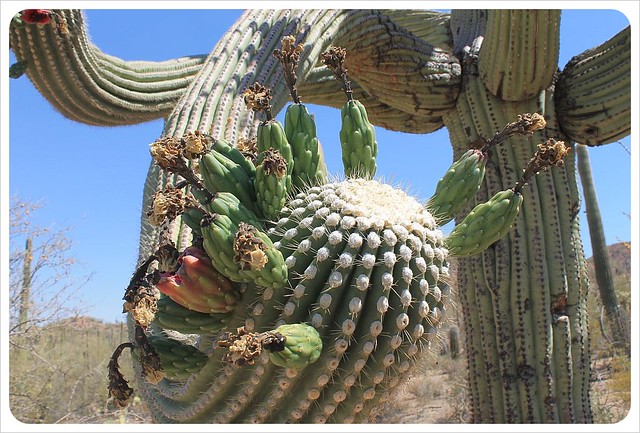 brazo de cactus saguaro