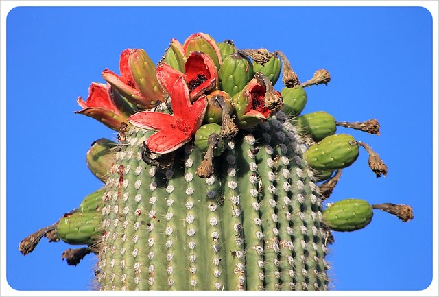 flores de tucson saguaro