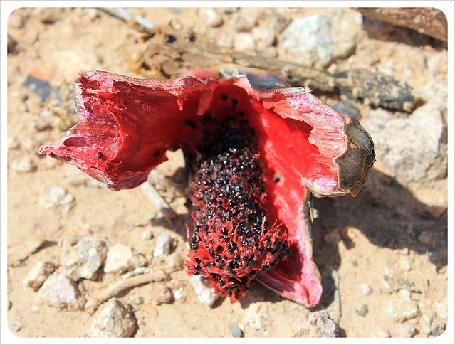 fruto de cactus de Arizona