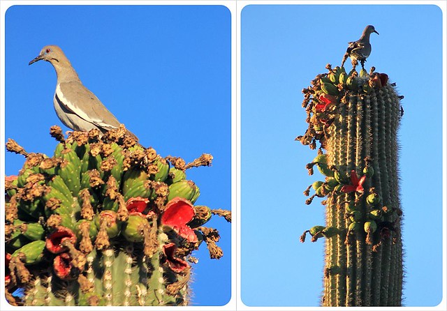 palomas sobre cactus saguaro