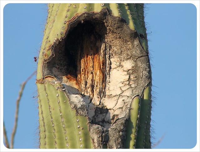 saguaro con agujero