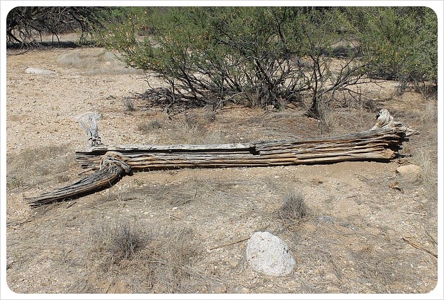 cactus saguaro muerto de Arizona