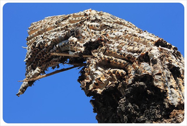 primer plano de saguaro muerte arizona