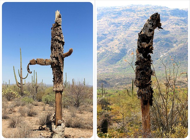 saguaros muertos de Arizona