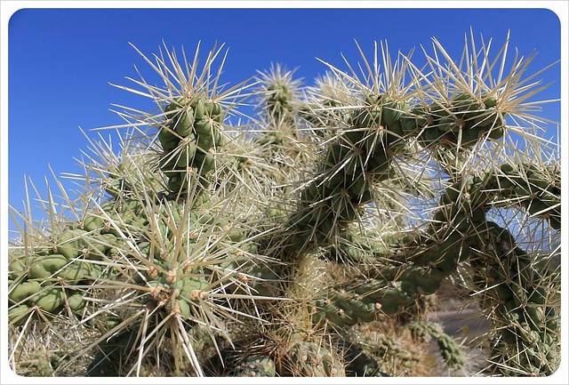 saguaros del sur de Arizona