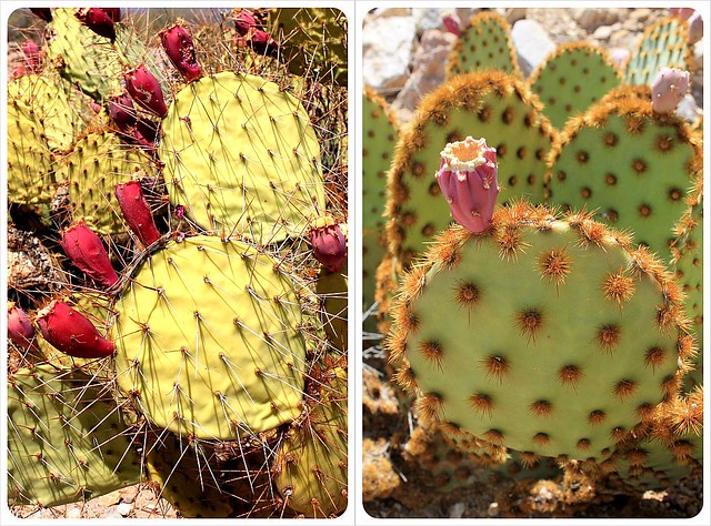 cactus de Arizona