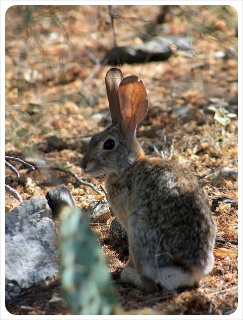 conejo del desierto de Arizona