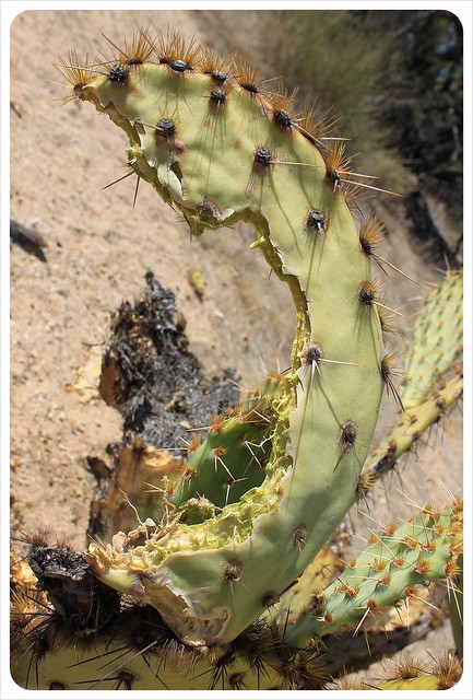 cactus con mordedura en Arizona