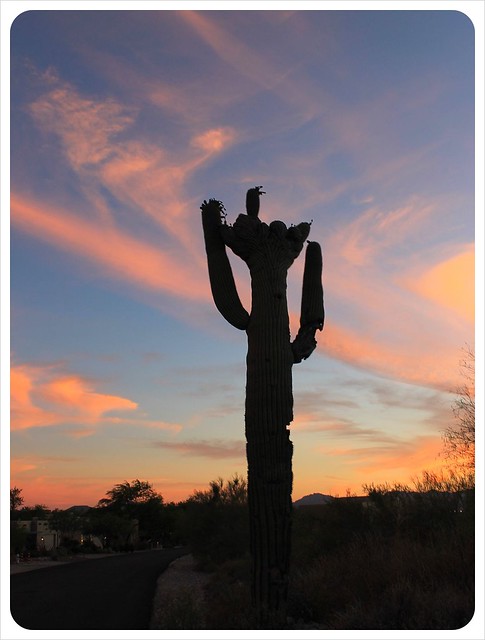 cielos de puesta de sol de Tucson y cactus