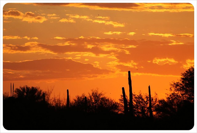 saguaros del sur de Arizona