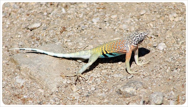 lagarto de colores en Arizona