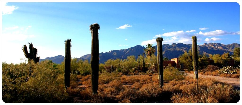 Photo essay: Saguaros of Southern Arizona