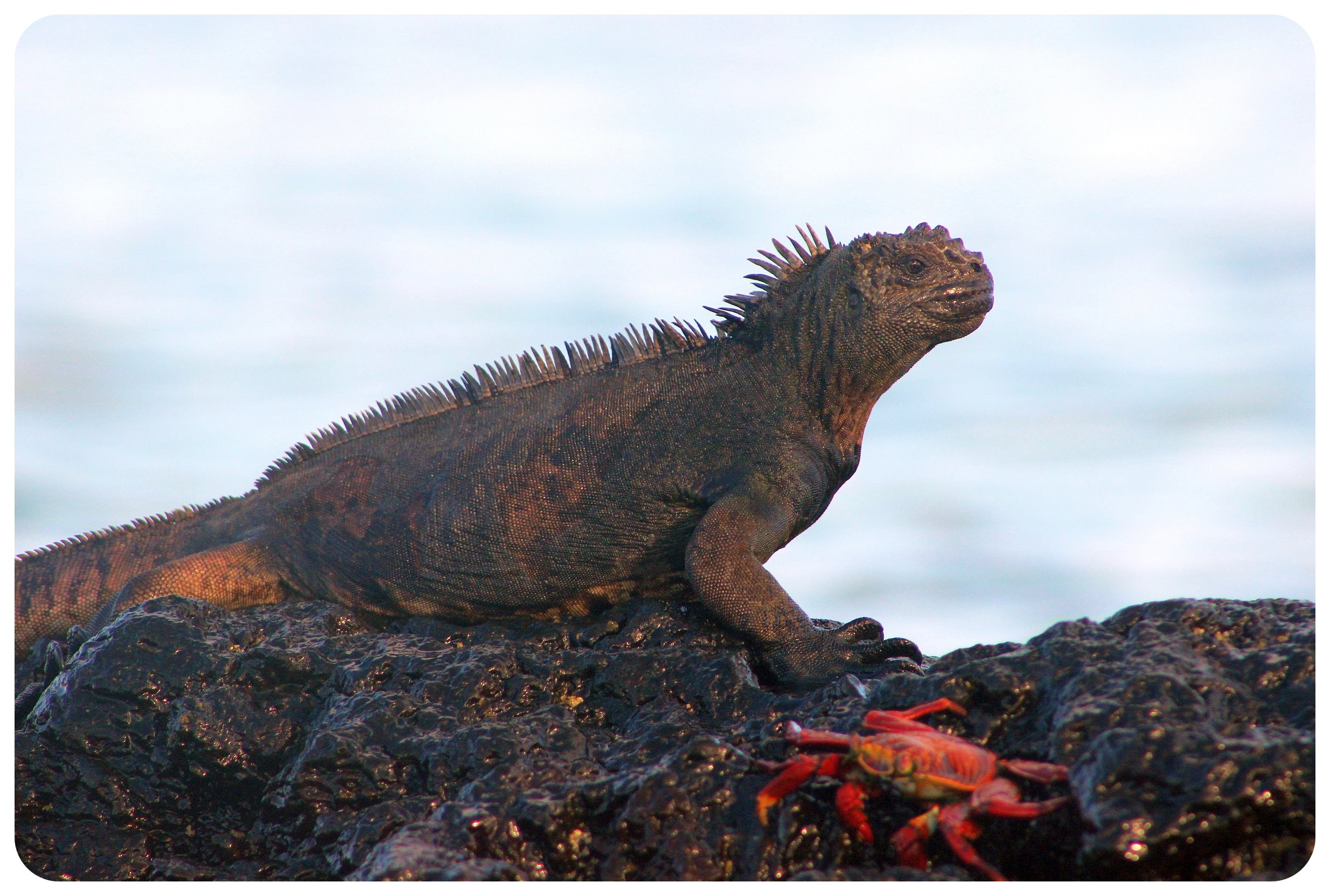 iguana de la isla de Galápagos