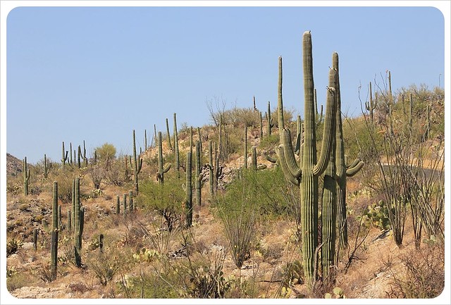 saguaros en Arizona