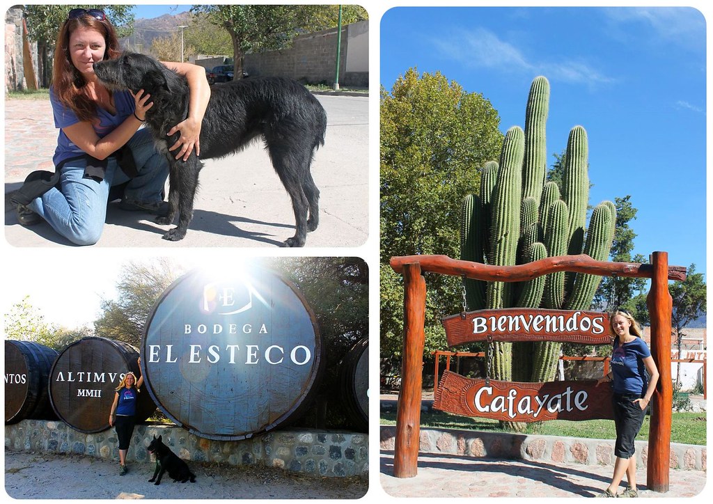 Cafayate con Scruffy