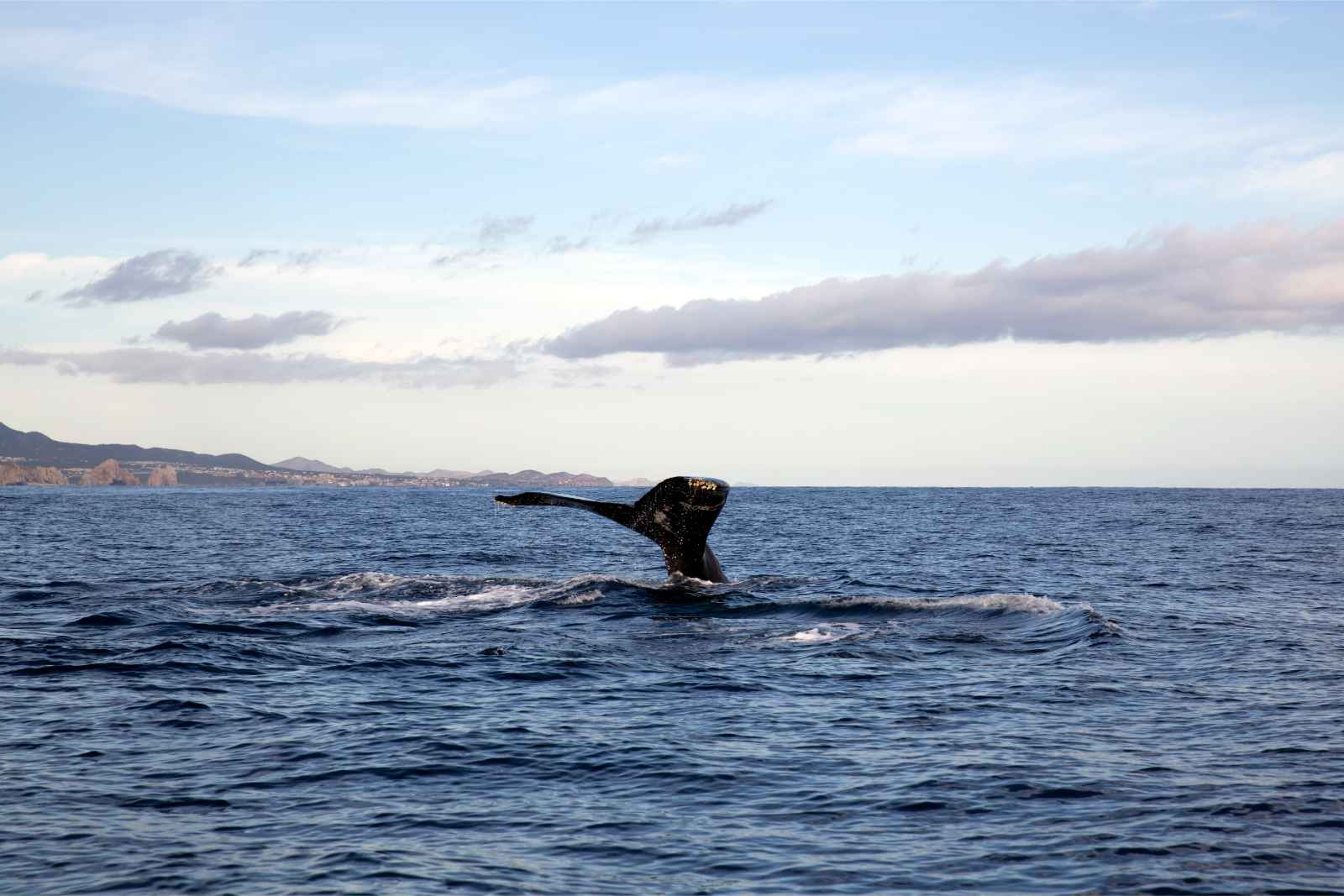 Qué hacer en San Jose Del Cabo Observación de ballenas