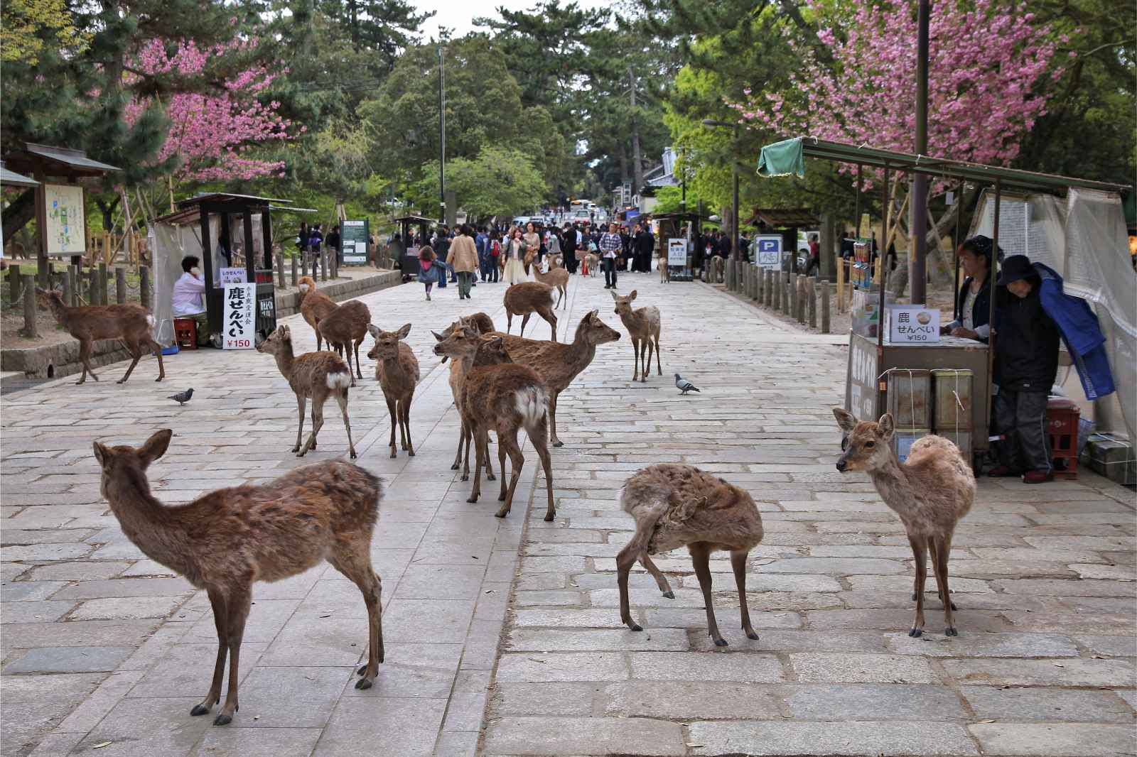 Las mejores cosas que hacer en Osaka Deer Nara