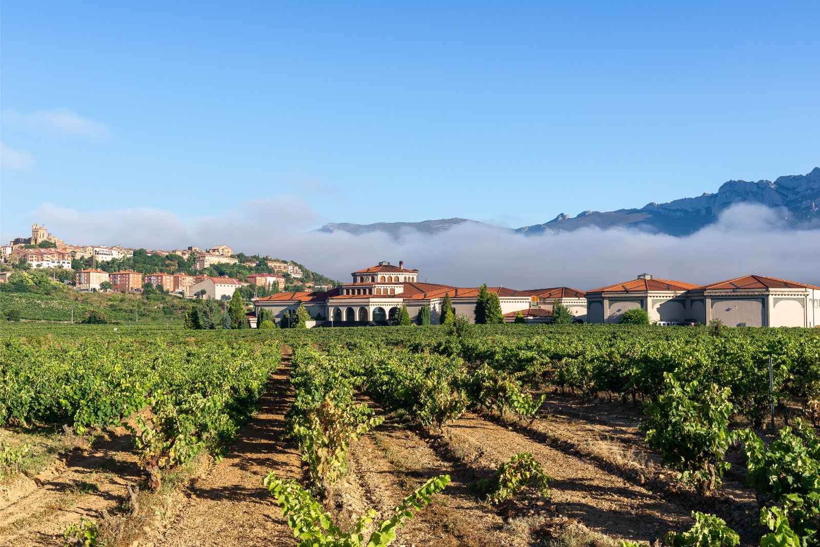 Qué hacer en España Bodega La Rioja