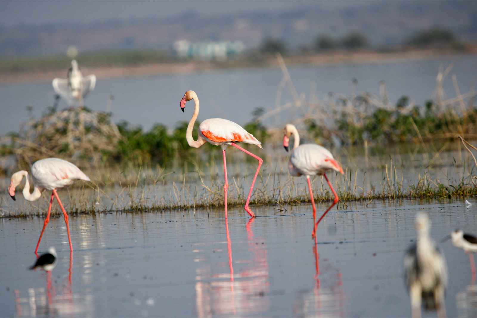 Qué hacer en Grecia Flamingoes Nestos National Park