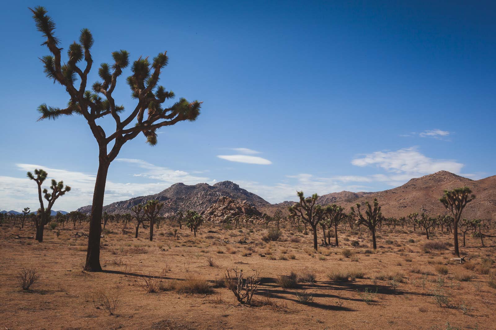 Las mejores cosas que hacer en SOCAL Joshua Tree National Park