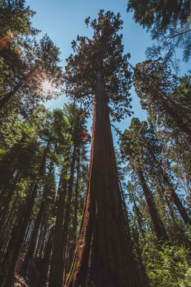 Las mejores cosas que hacer en SOCAL Sequoia National Park 