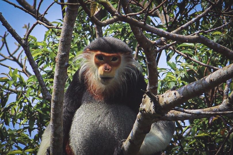 dulce langur de tallo rojo