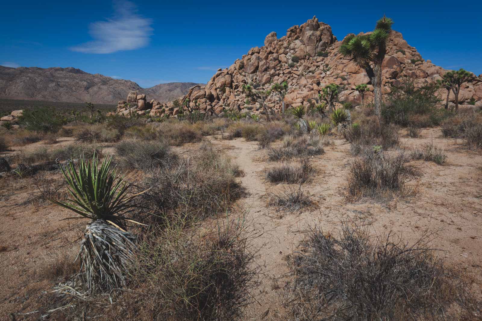 Mejores parques nacionales para visitar en marzo Parque nacional de Joshua Tree 