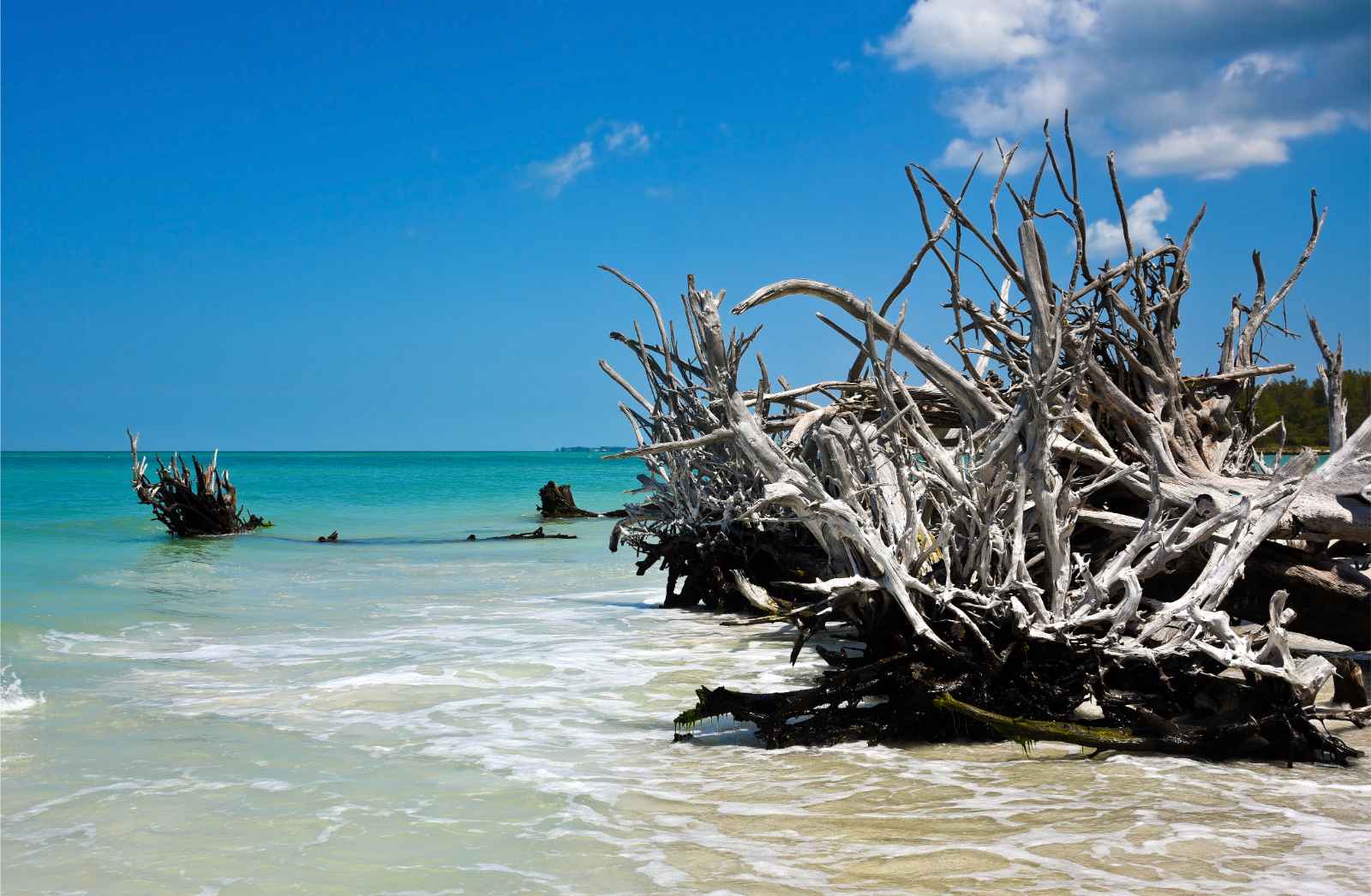 Dónde alojarse en Sarasota Longboat Key Driftwood