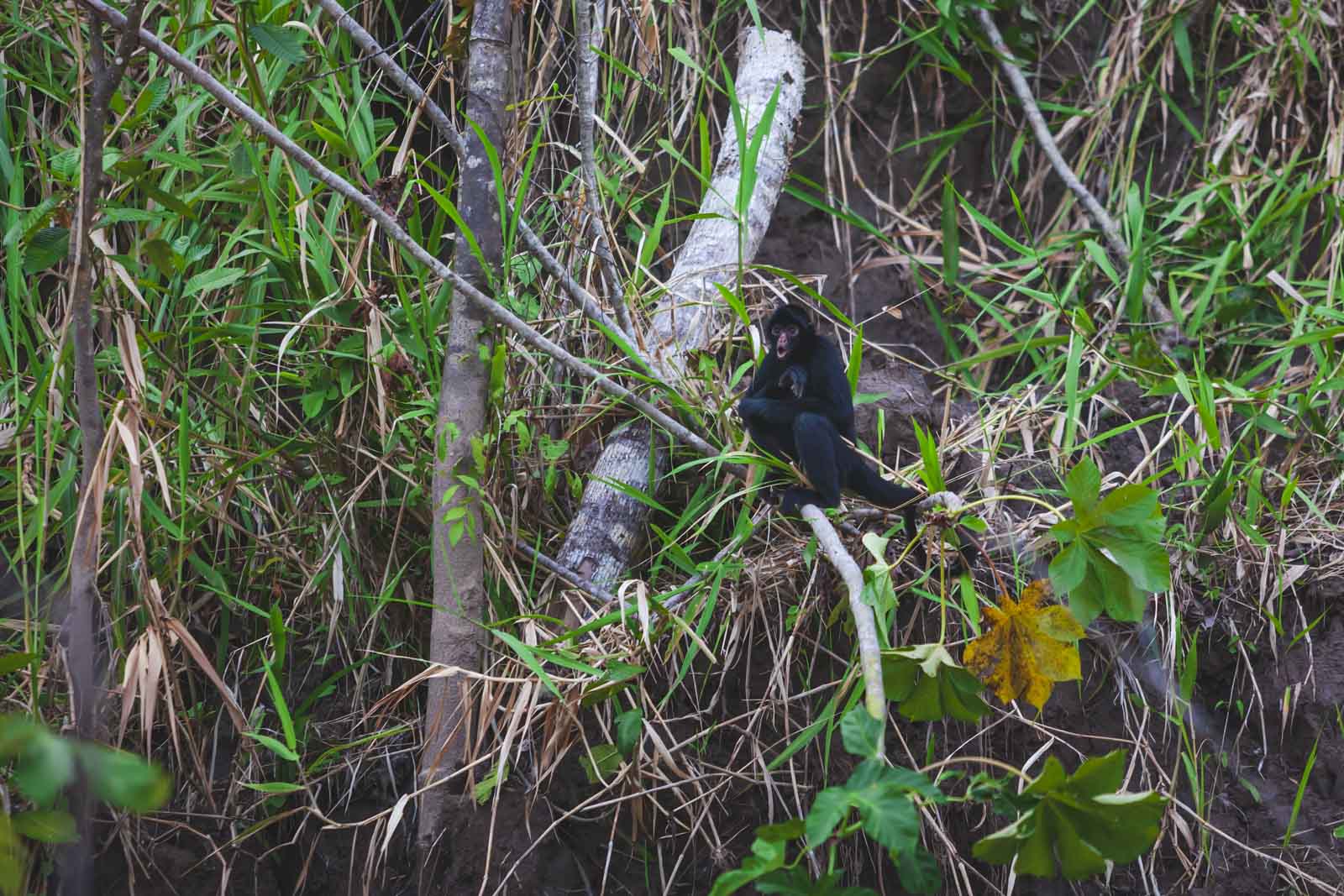 Actividades en un crucero Amazon Expedition