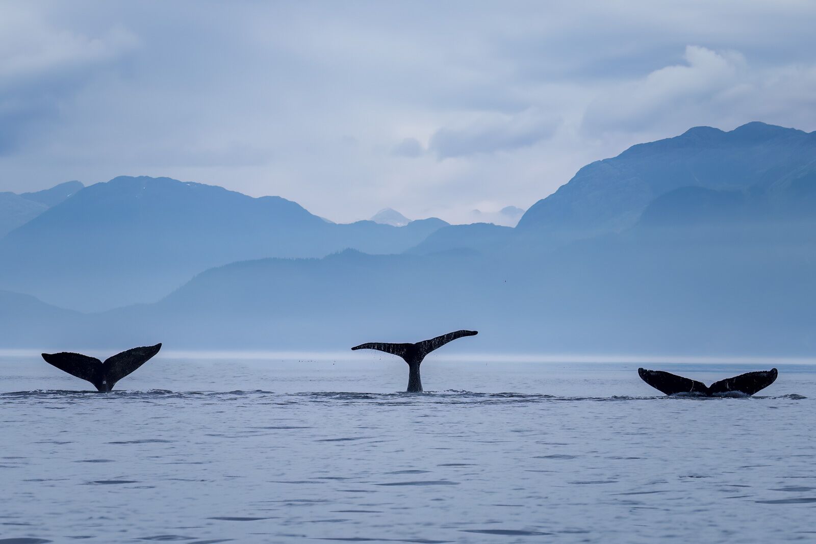 Cruceros de expedición en Alaska