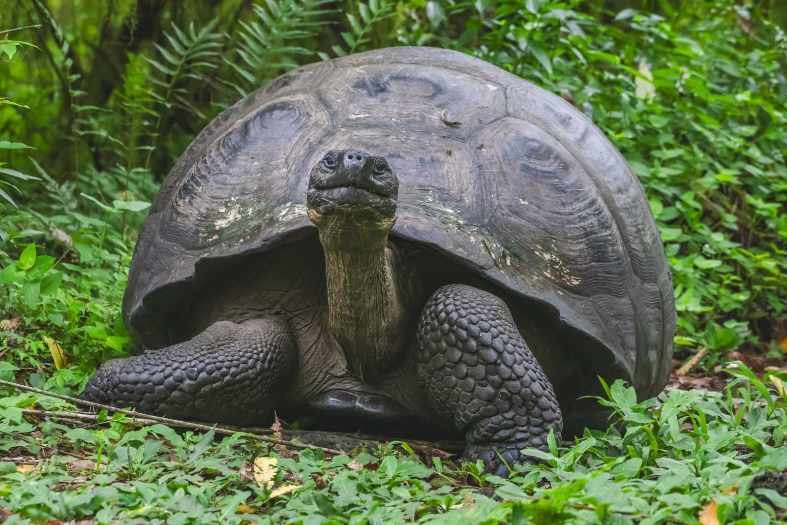 Actividades en un crucero de expedición en las islas Galápagos