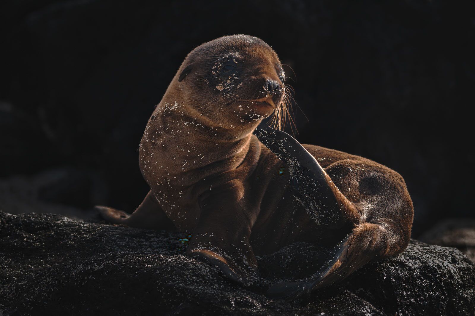 Itinerario del crucero en las Galápagos - En las huellas de Darwin