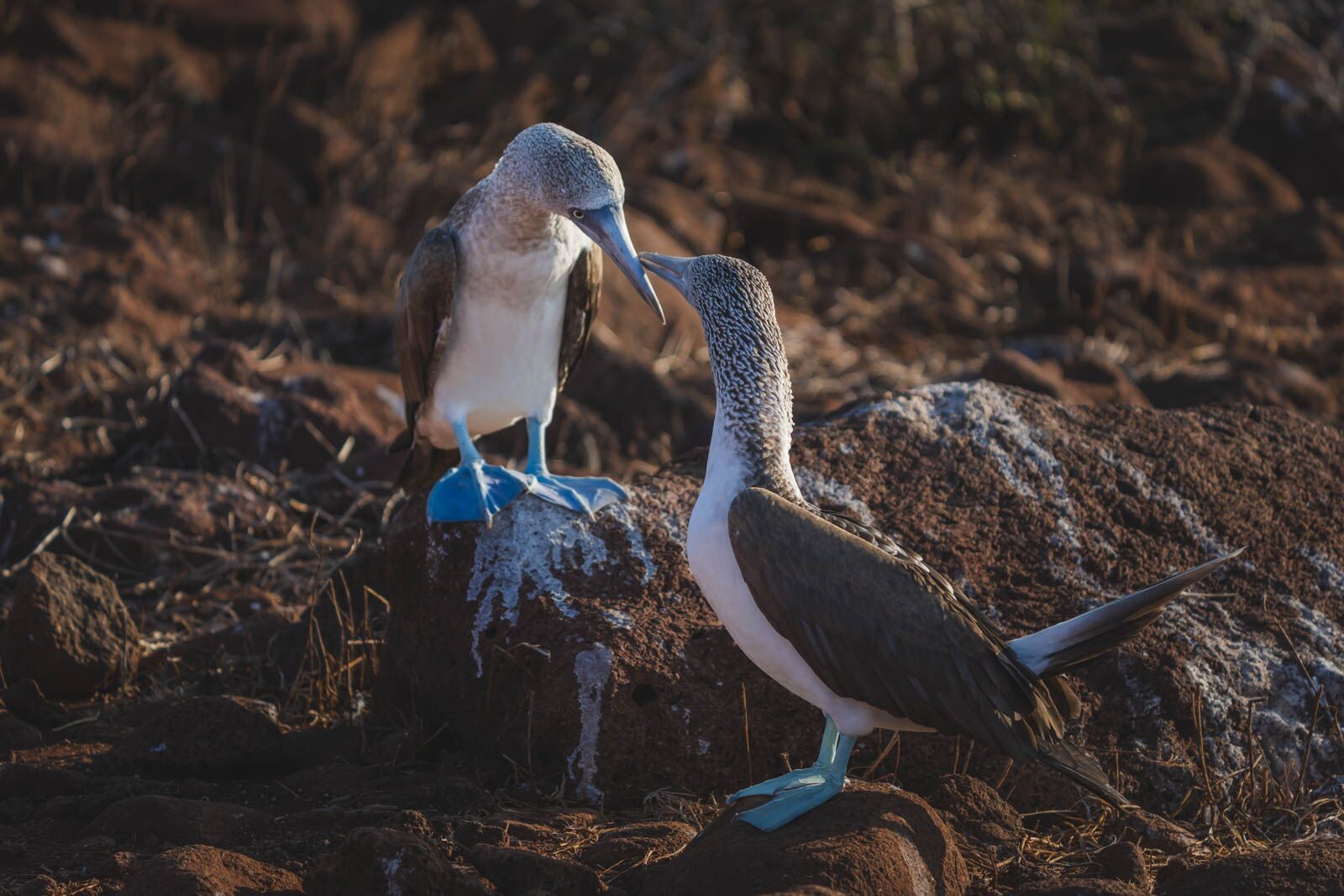 Cruceros en las Galápagos Acoplándose los piqueros de pies azules