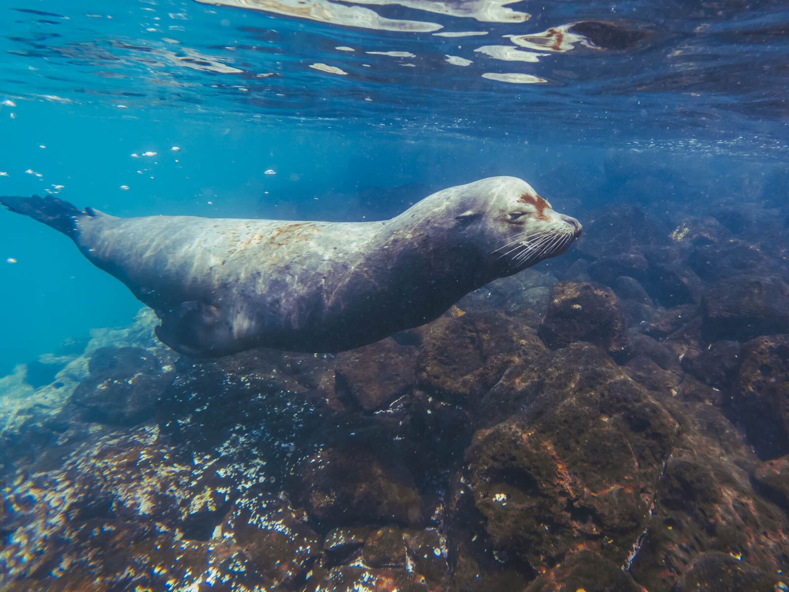 Crucero en las Galápagos Islas Santa Fe Snorkel en aguas profundas