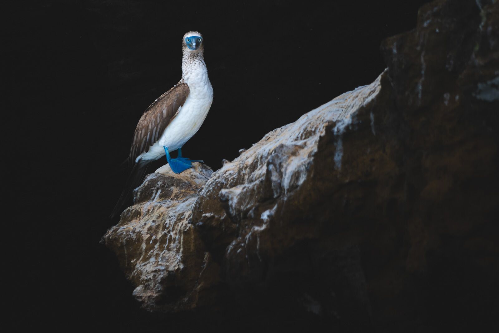 Boca de pies azules de las Islas Galápagos