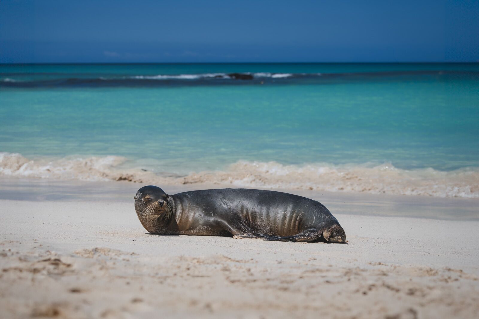 Cruceros en Galápagos León marino de San Cristóbal en la playa