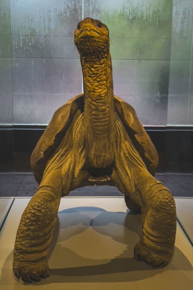 Crucero en las Galápagos Lonesome George Tortoise