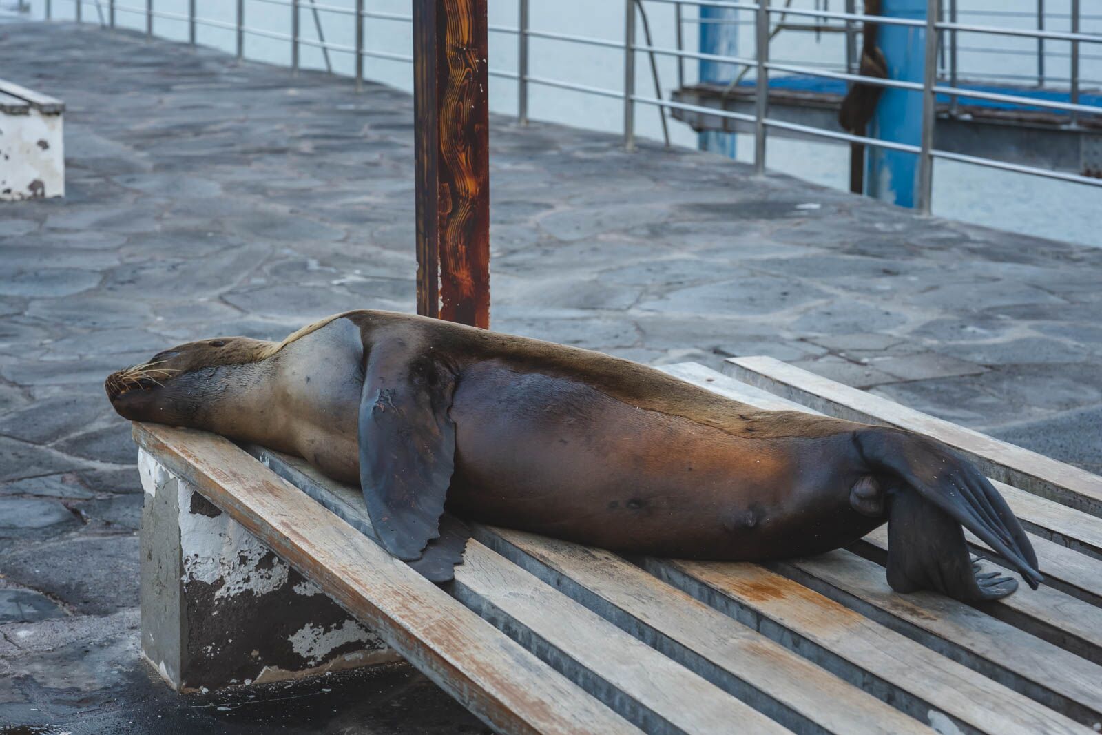 Crucero en las Galápagos San Cristóbal Downton Sea Lion