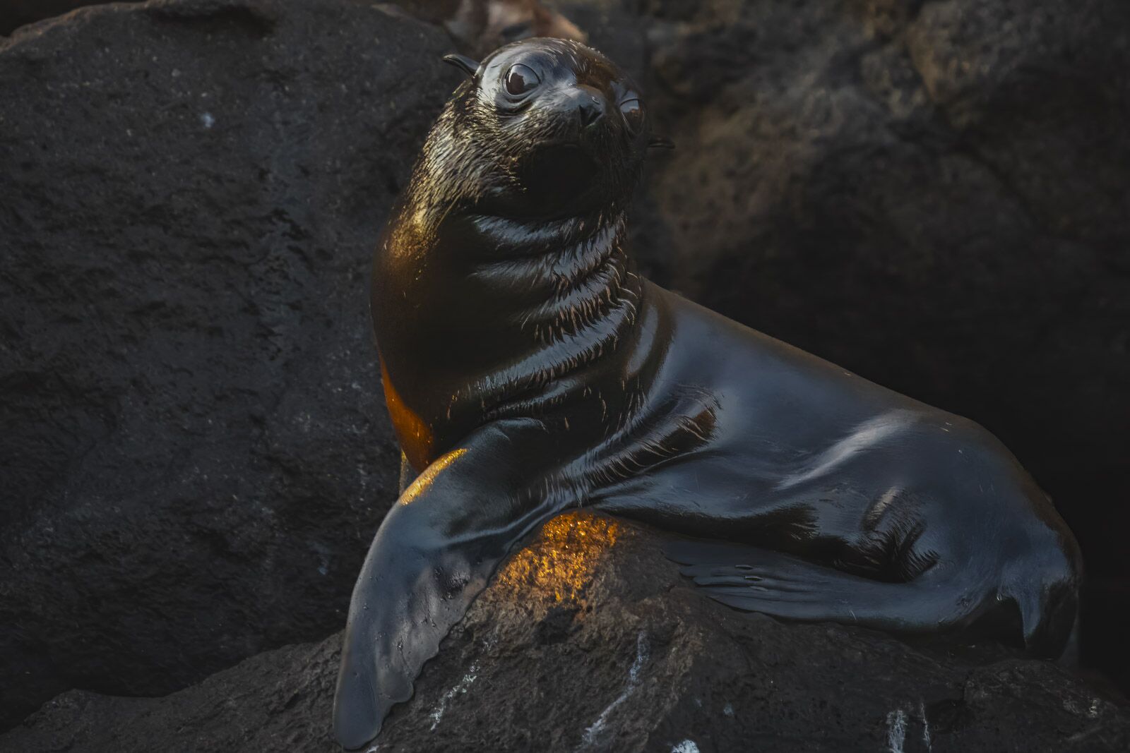 Islas Galápagos Big 15 Foca