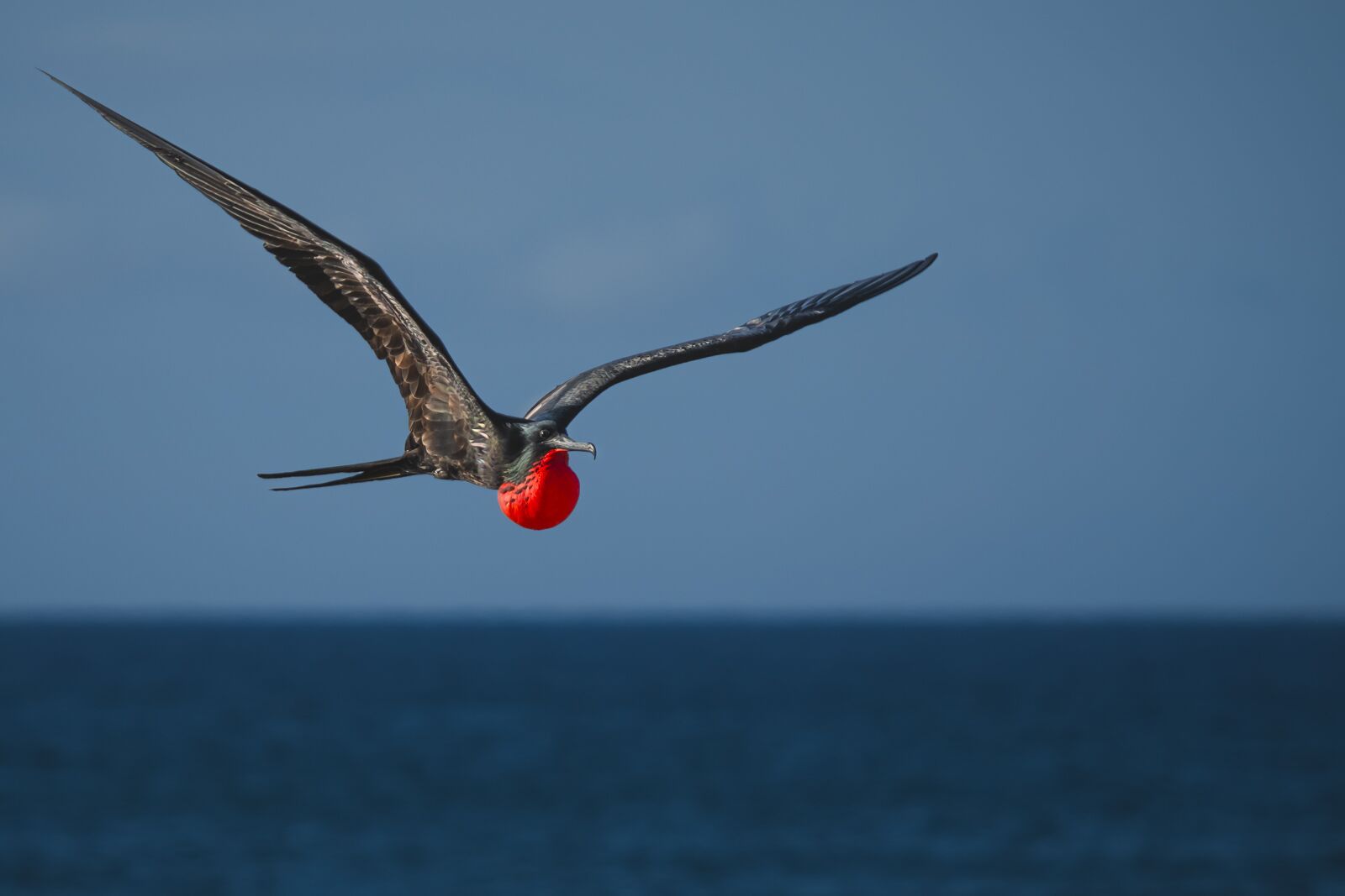 Cruceros en Galápagos Fragata Bird Isla Eden