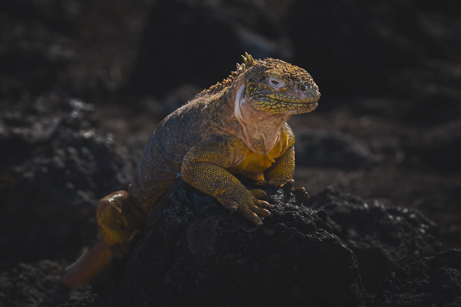 Crucero en las Galápagos Islas Santa Fe Iguanas sonrientes