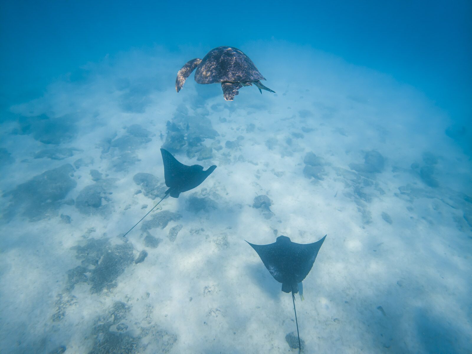 Crucero en Galápagos Snorkel tortugas marinas