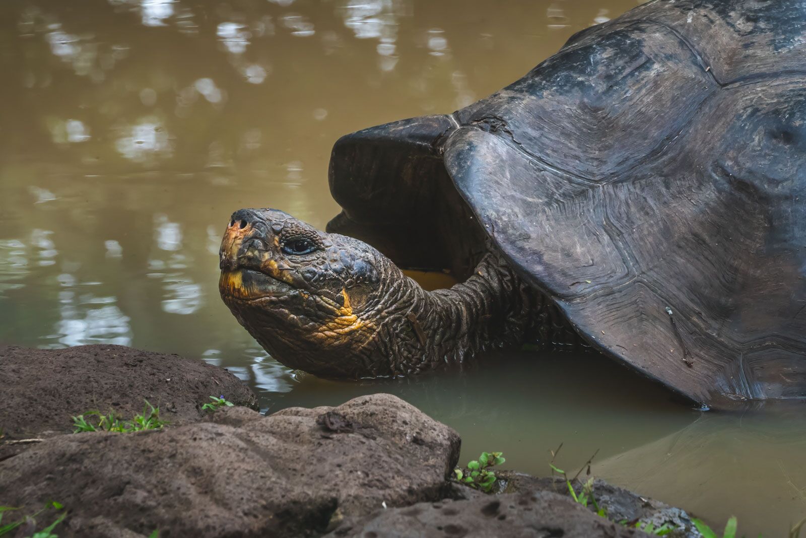 Tortuga gigante de crucero en las Galápagos