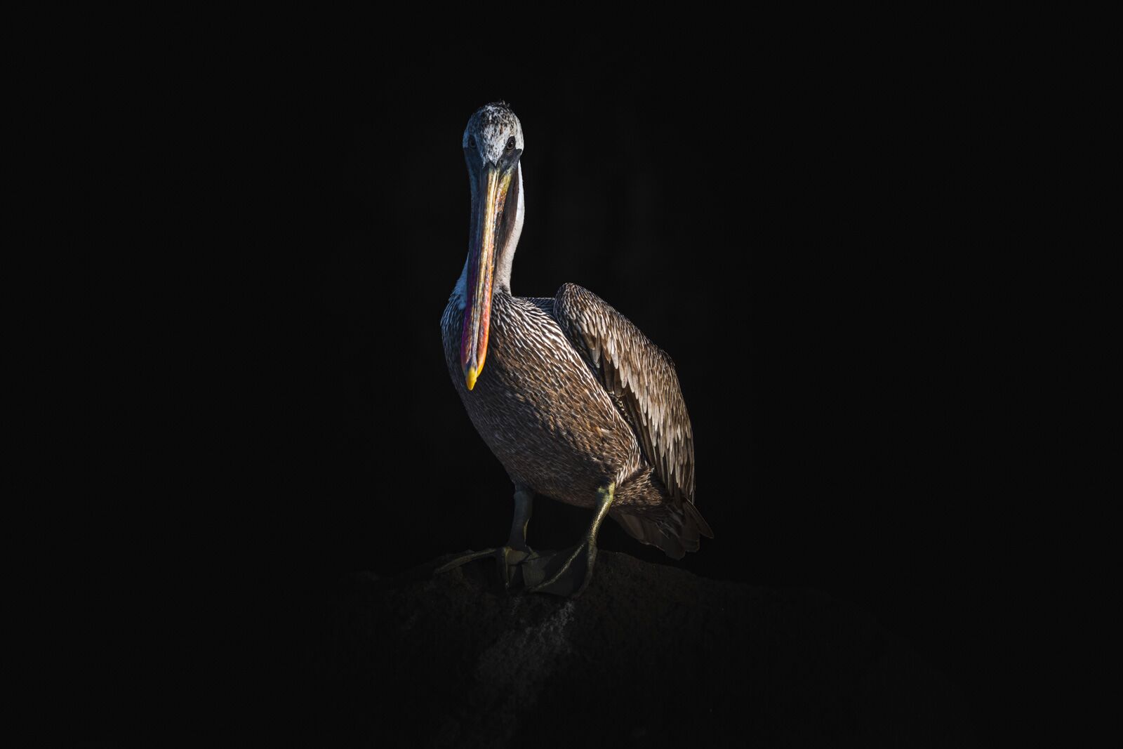 Crucero en Galápagos Isla Mosquera Pelican