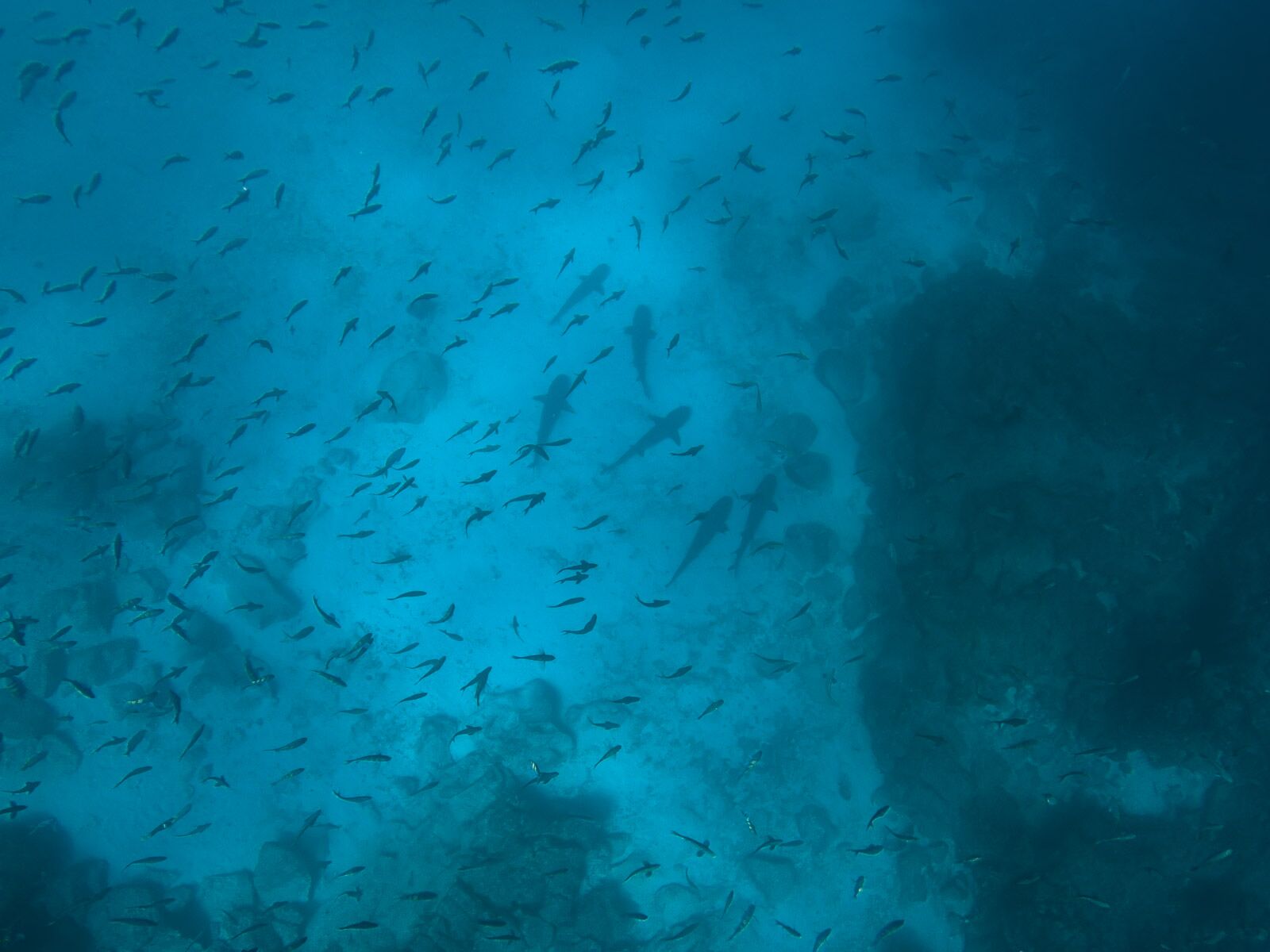 Snorkel en las Islas Galápagos con tiburones