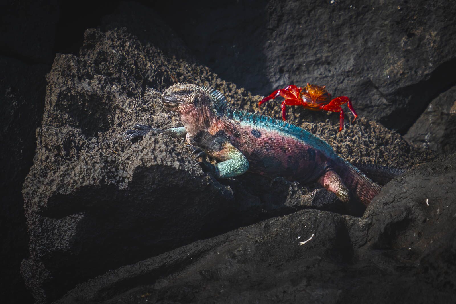 Iguana de Navidad en la isla Española en nuestro crucero en las Galápagos