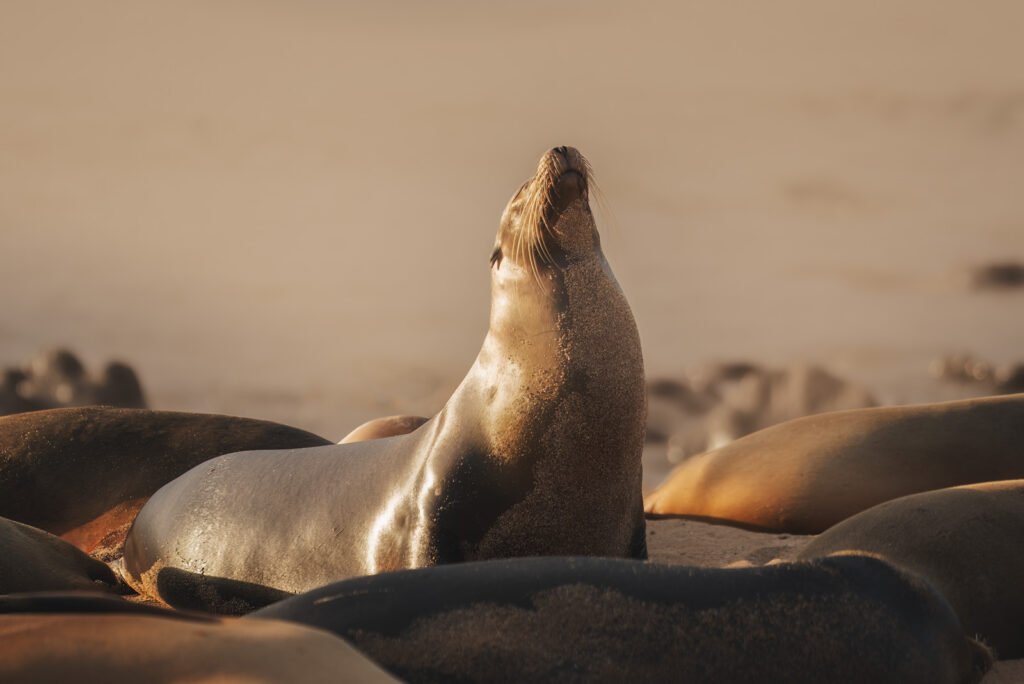 Qué esperar de un crucero en las Galápagos con HX Hurtigruten Expeditions