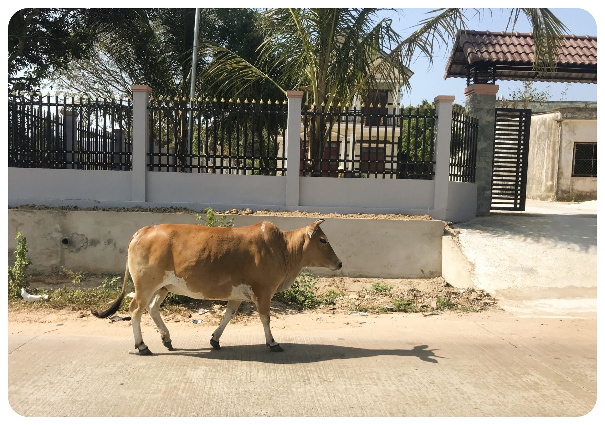 phu quoc gallo