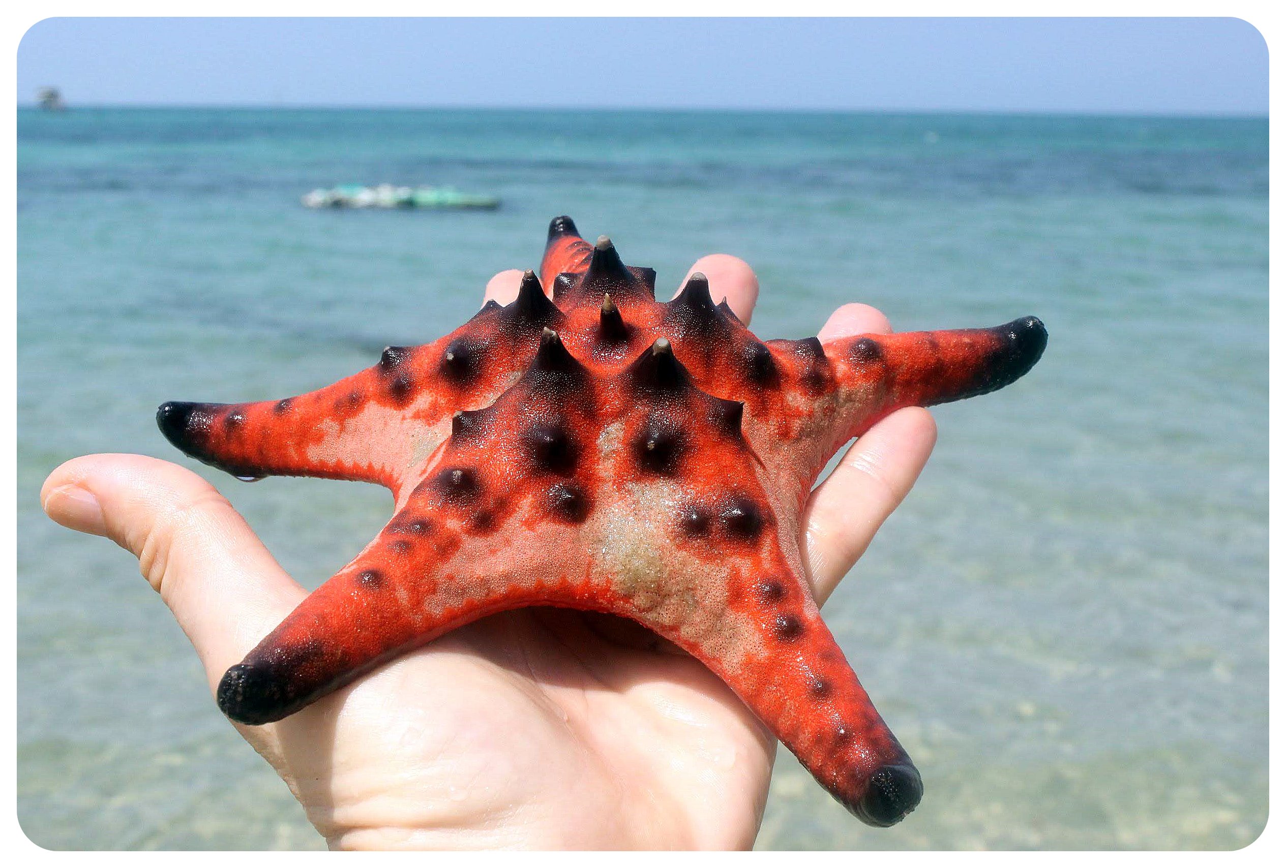 Estrella de mar Phu Quoc4